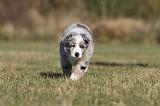 BERGER AUSTRALIEN PUPPIES 236